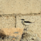 Western Black-eared Wheatear