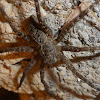 Fishing Spider