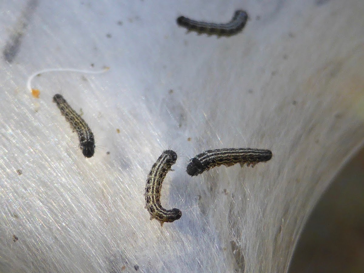 Eastern Tent Caterpillar