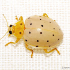 Cream-Colored Ladybug