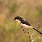 Long-tailed fiscal