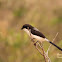 Long-tailed fiscal