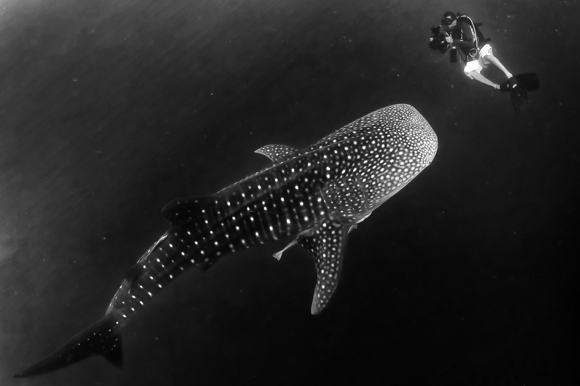 Man and shark di Andrea Izzotti