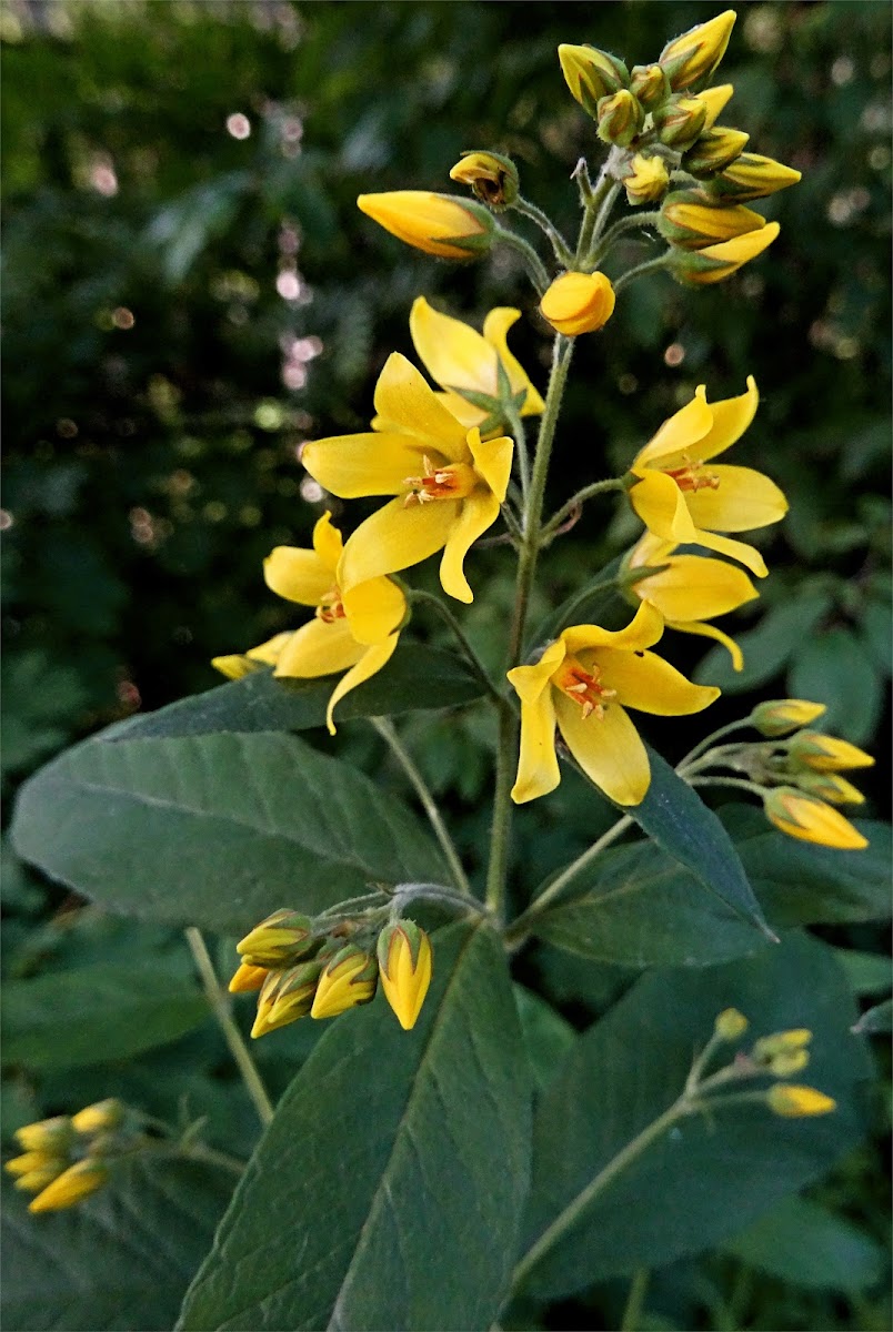 Yellow loosestrife