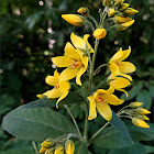 Yellow loosestrife