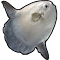 Item logo image for Add Ocean Fish to FF14 Fish Tracker