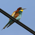 European Bee-eater