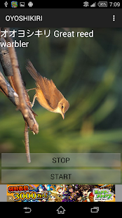 Great reed warbler singing Screenshots 1