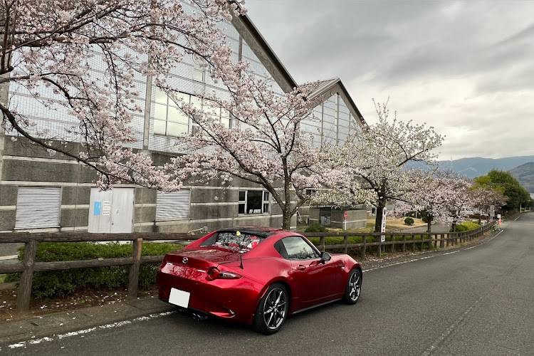ロードスターRFのいつもいいね＆コメントありがとうございます🥰・伊勢原総合運動公園・桜とコラボ・富士山みえないに関するカスタム事例の投稿画像6枚目