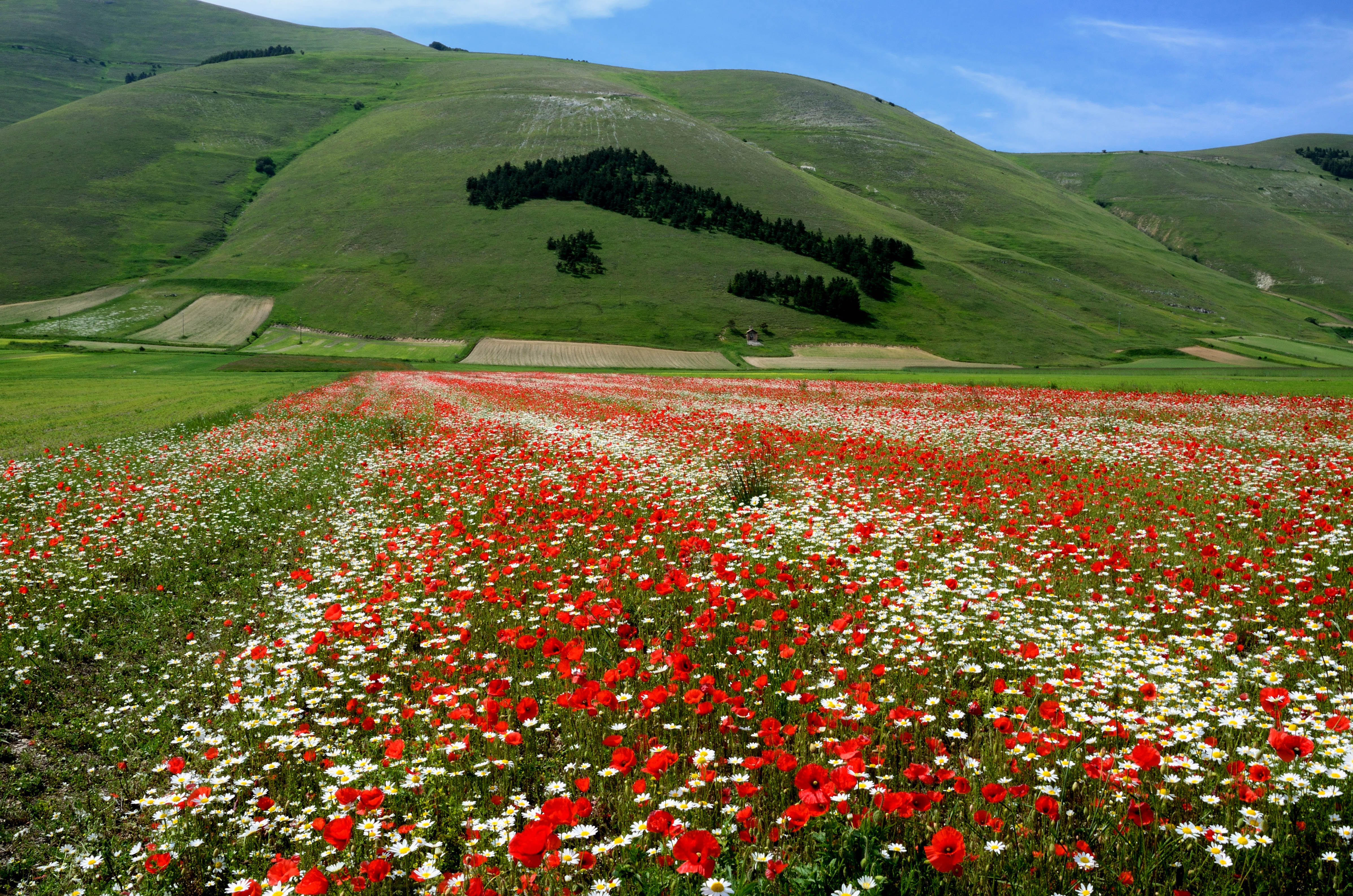 I colori di giugno a Castelluccio di benny48