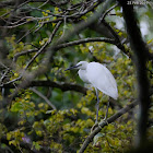 Egretta garzetta 小白鷺