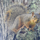 Fox Squirrel