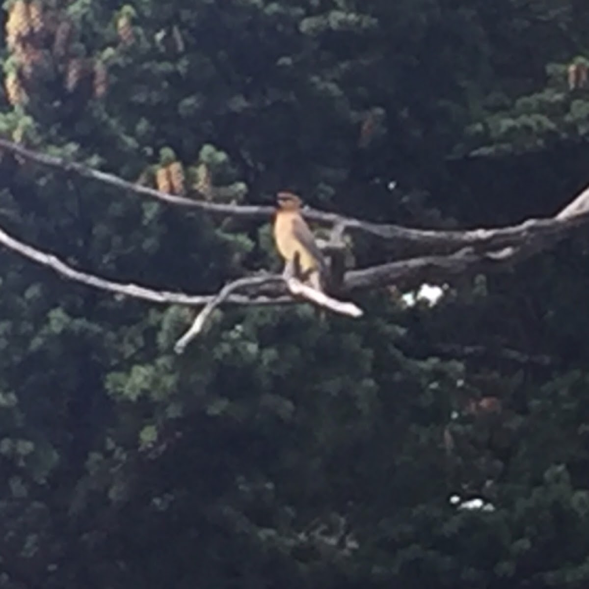 Cedar Waxwing