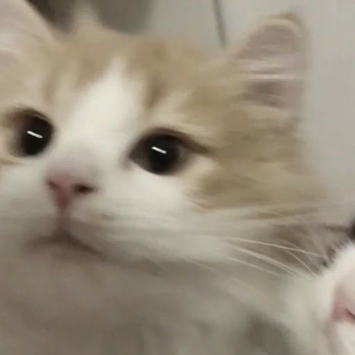 🐈