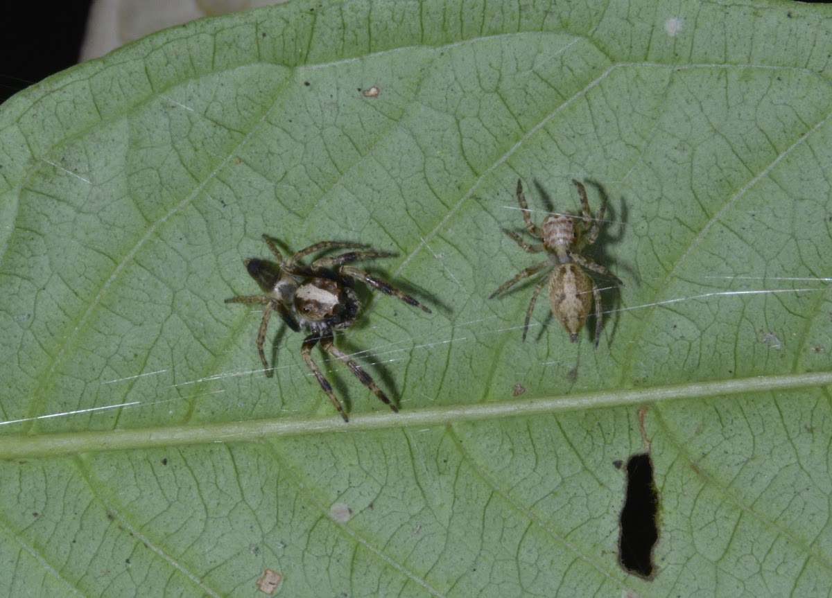 Jumping Spider