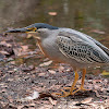 Garza azul