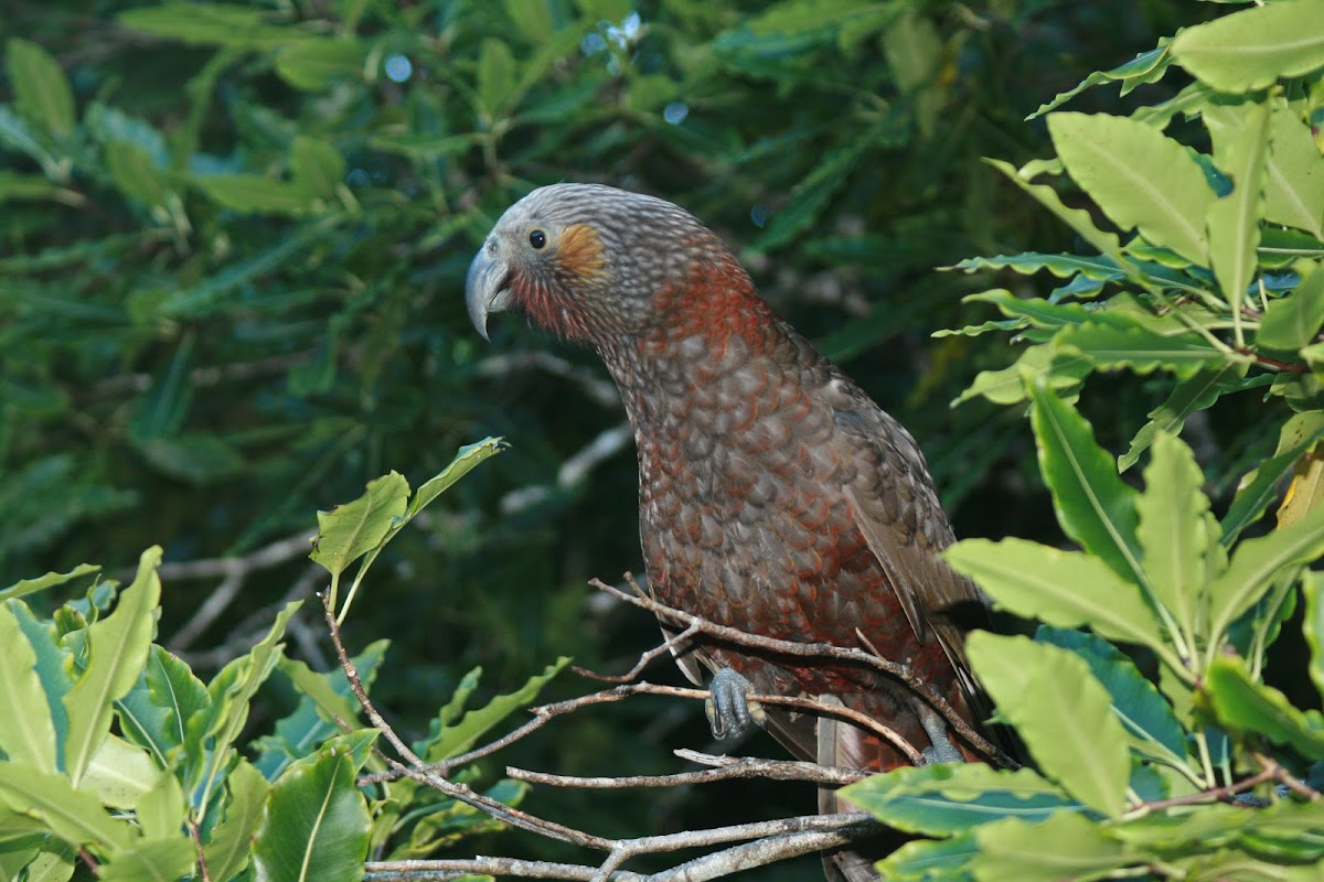 North Island Kaka