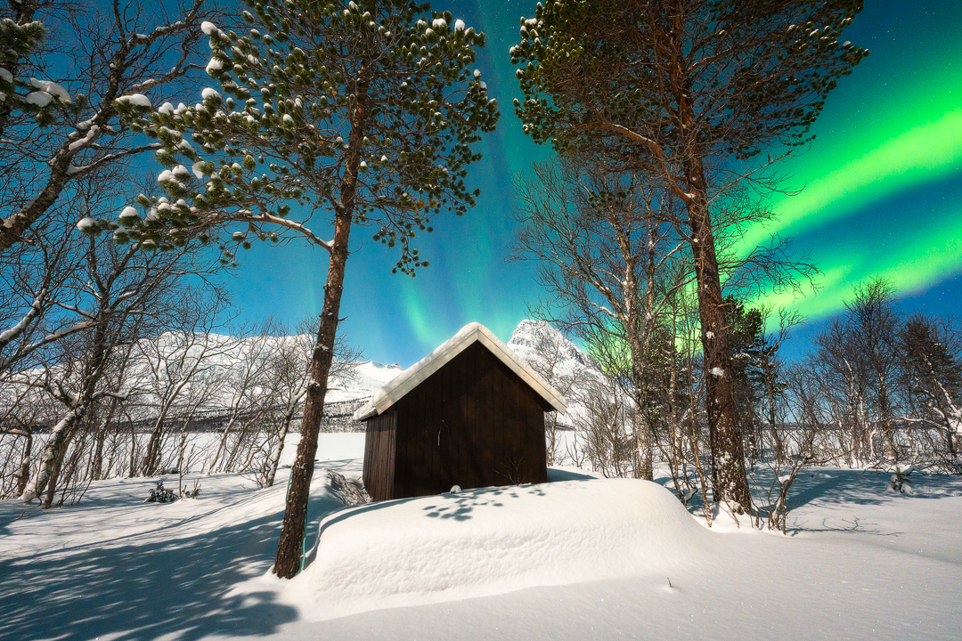 aurora boreale tra gli alberi e una casetta lofoten