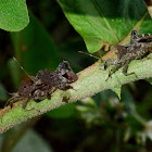 Acanthocoris Coreid Bug