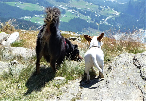 Ehi amico guarda che panorama di Laucol