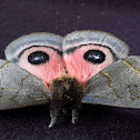 Celata Silkmoth