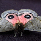 Celata Silkmoth