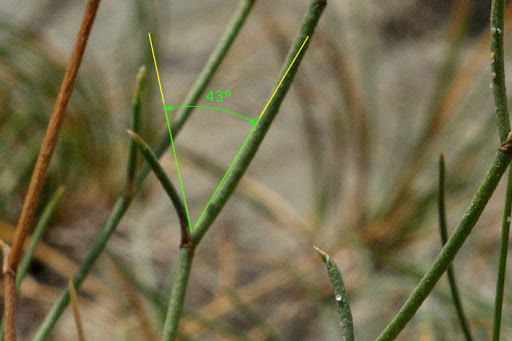 Limonium binervosum