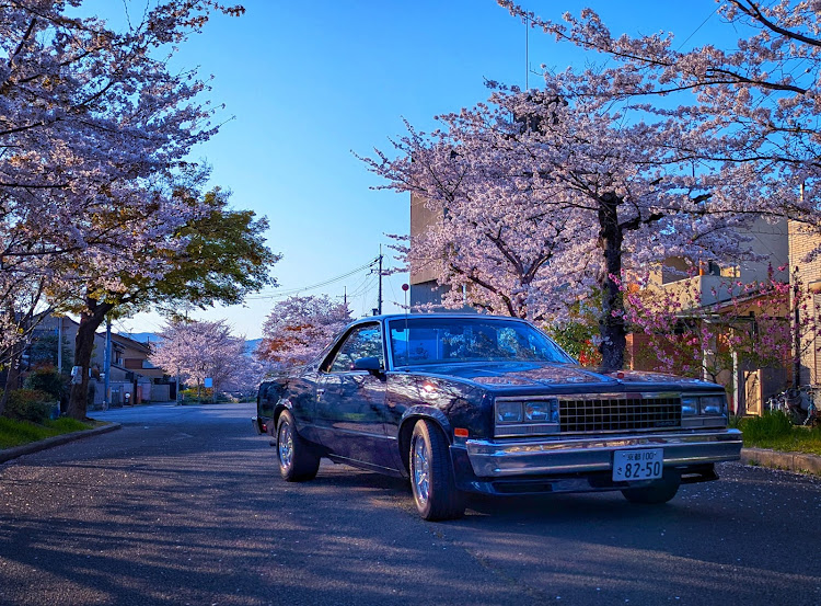 エルカミーノの桜と愛車に関するカスタム事例の投稿画像1枚目