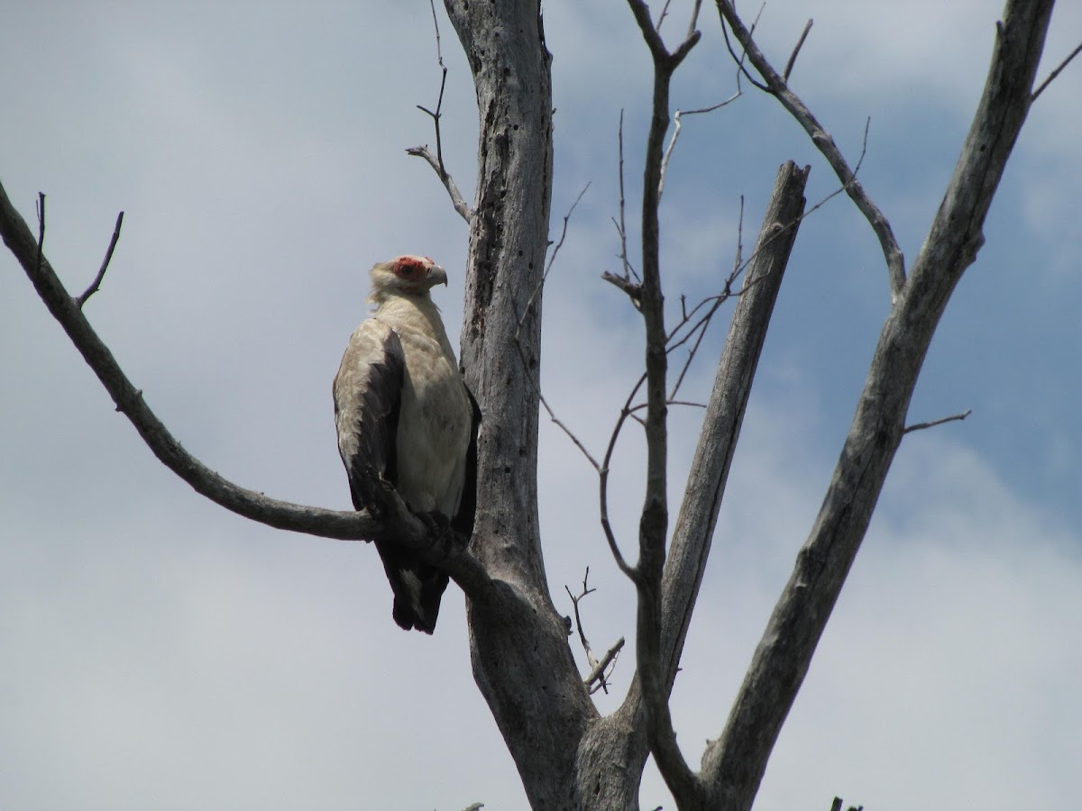 Palm Nut Vulture