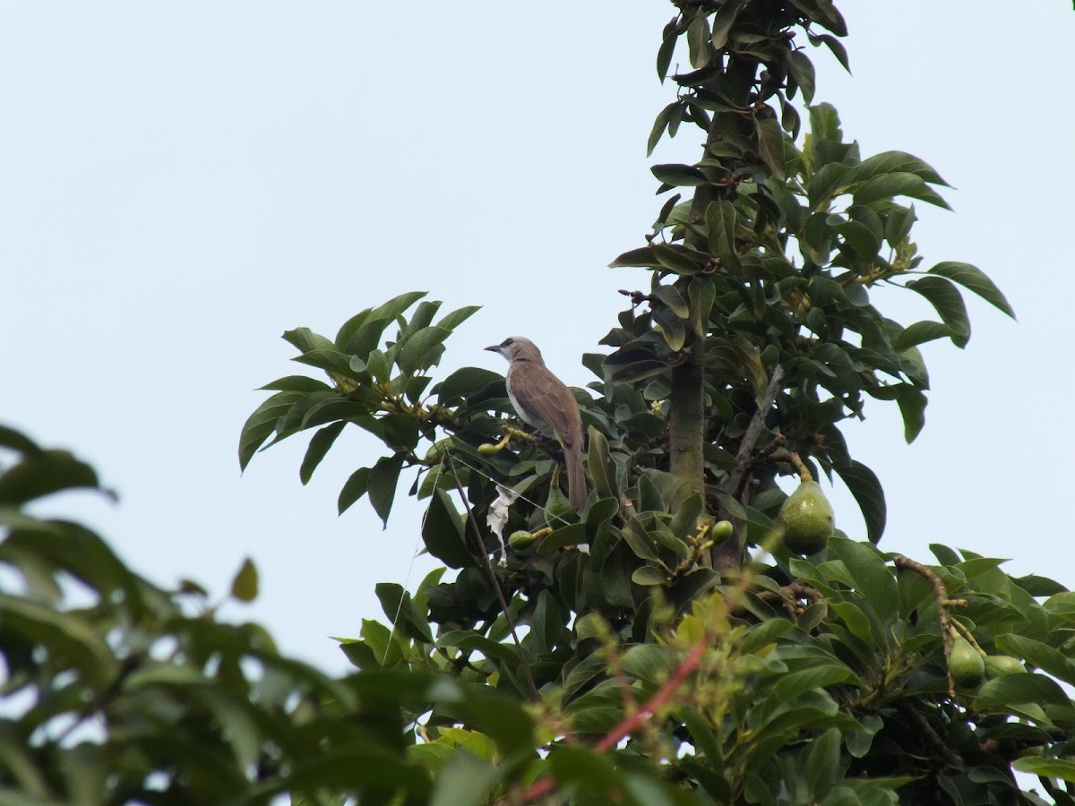 Yellow-vented Bulbul