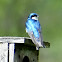 Tree swallow (male)