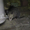 Virginia Opossum