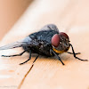 Lesser House-fly