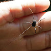 Harvestman