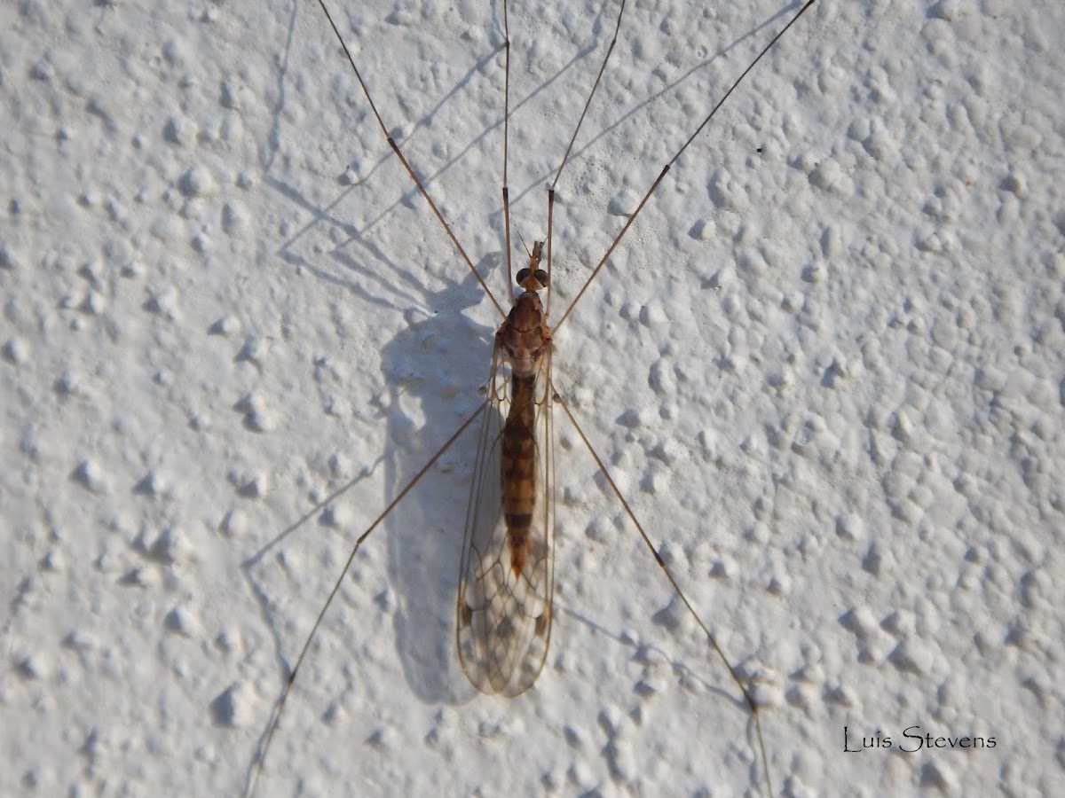 Crane Fly