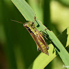 Dichroplus elongatus