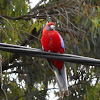 Crimson Rosella