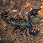 Teuthraustes Scorpion