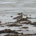 Willet