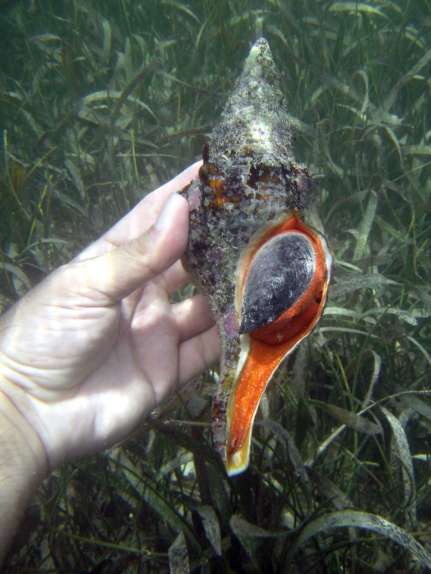 Florida Horse Conch