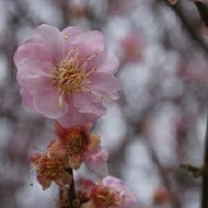 巧克力雲莊