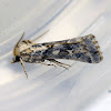 Noctuid Moth (Male)