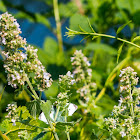 Large Cabbage White (male, hiding in Catmint/Catnip/Catswort)