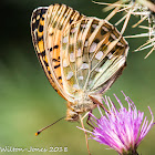 Dark Green Fritillary