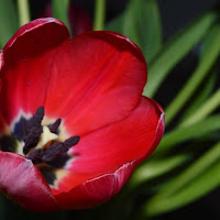 Tulipano rosso di 