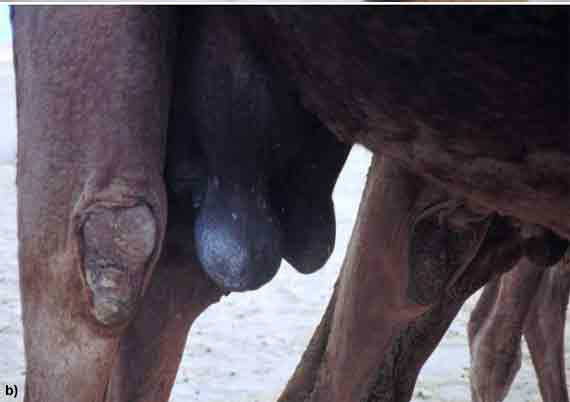 Figure 3a-c. Conformation problems: Large bulbous nipples, due to enlarged teat canal or cistern. These abnormal conformations may be the results of chronic mastitis or of blocked teat canals. -  - 