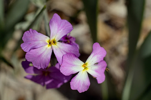 Malcolmia littorea