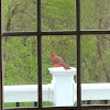 Northern Cardinal