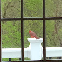 Northern Cardinal