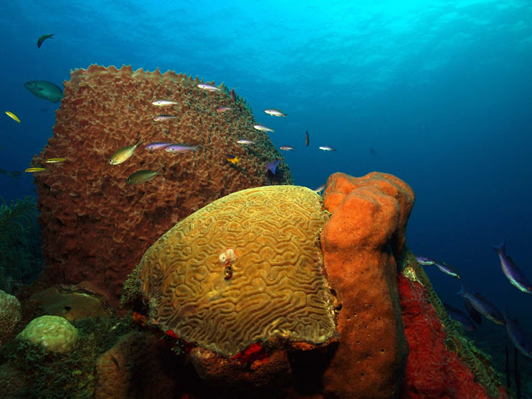 St. Eustatius, a small island near the Virgin Islands, offers warm waters and pristine coral reefs.